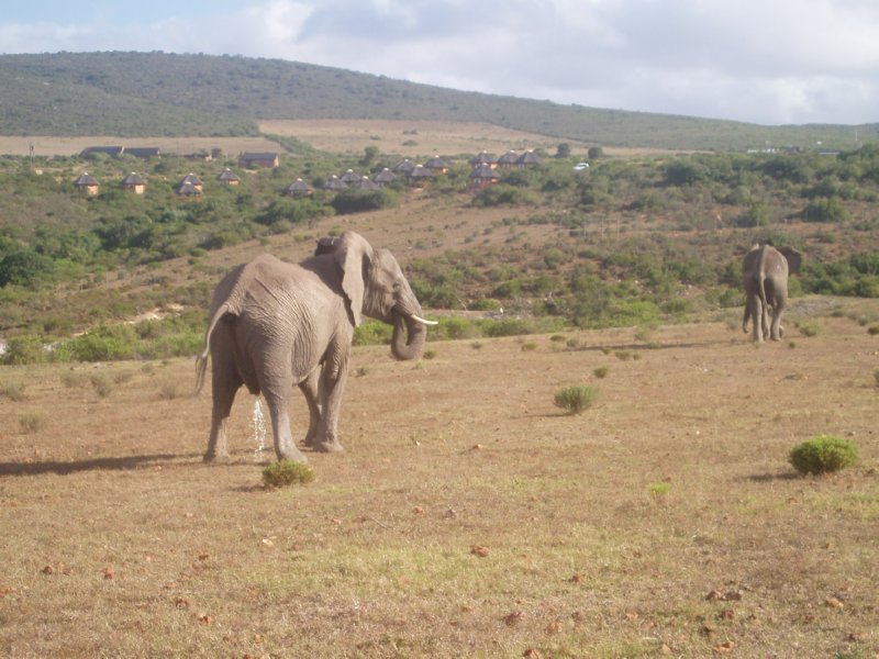 KeHa_in_South_Africa - 199